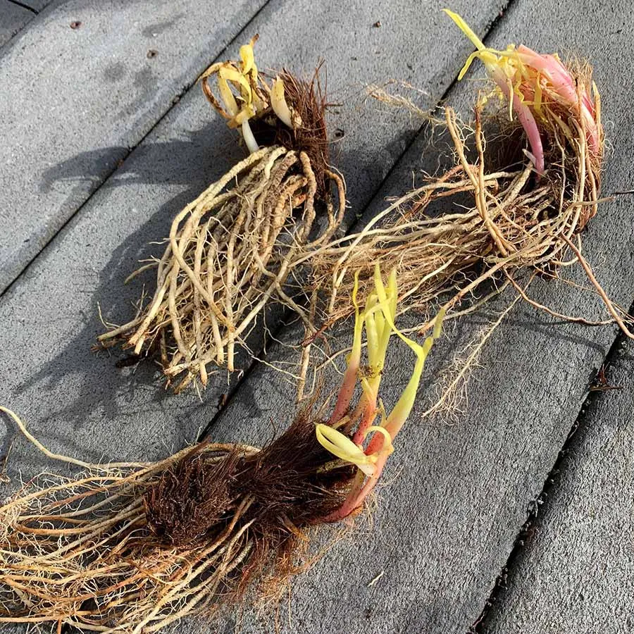 Siberian Iris Roots - Contrast In Styles